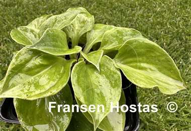 Hosta Green Point