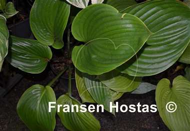 Hosta Green Sheen