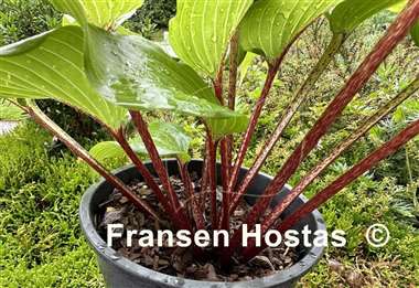 Hosta Green Sparkler