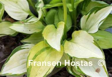 Hosta Green with Envy