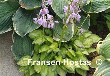 Hosta Green with Envy