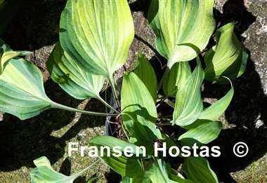 Hosta Gretchen's Rainbow