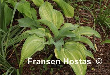 Hosta Gretchen's Rainbow