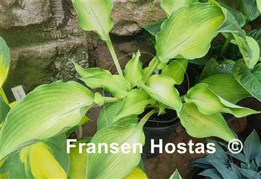 Hosta Grey Ghost