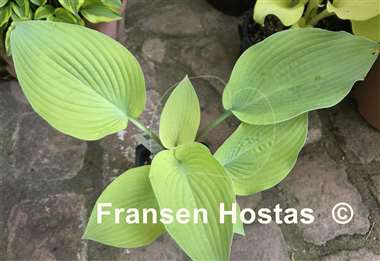 Hosta Grey Ghost