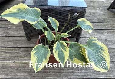 Hosta Grey Glacier