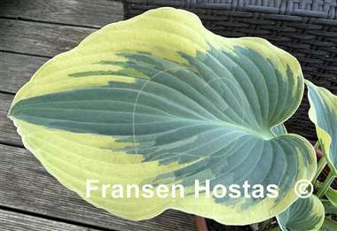 Hosta Grey Glacier