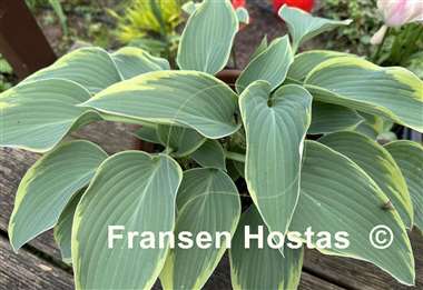 Hosta Grey Glacier