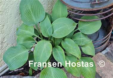 Hosta Grey Goose