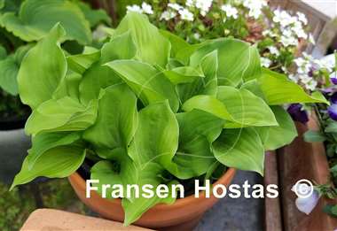 Hosta Grünherz