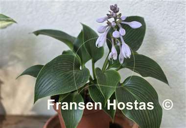 Hosta Grünspecht