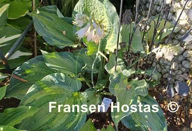 Hosta Guardian Angel