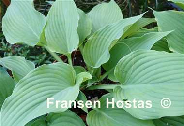 Hosta Gunsmoke