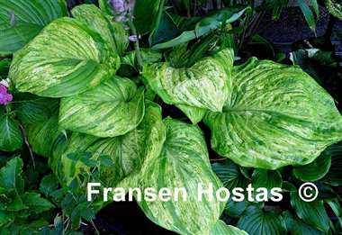 Hosta Gunther's Prize