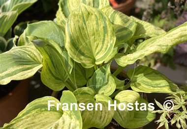 Hosta Gunther's Prize