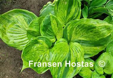 Hosta Gunther's Prize