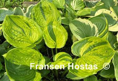 Hosta Gunther's Prize