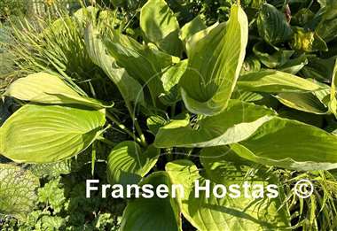 Hosta Gunther's Rim