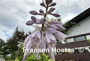 Hosta Gunther's Rim