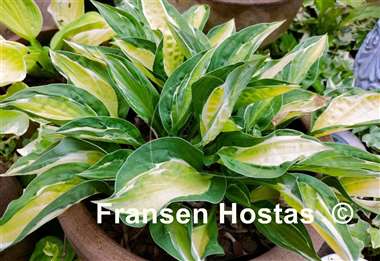 Hosta Gypsy Lemon 