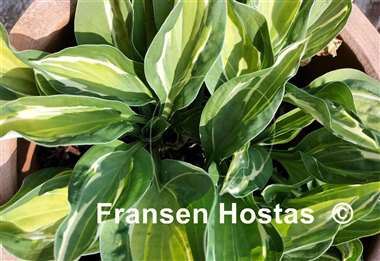 Hosta Gypsy Lemon 