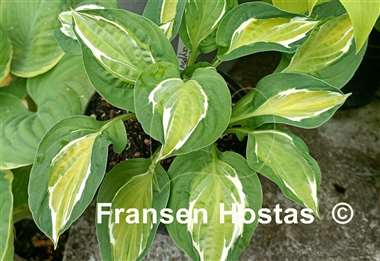 Hosta Gypsy Lemon 