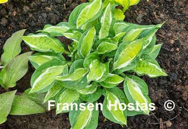Hosta Gypsy Lemon 
