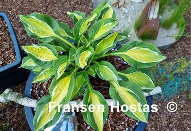 Hosta Gypsy Lemon 