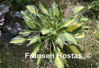 Hosta Gypsy Lemon 