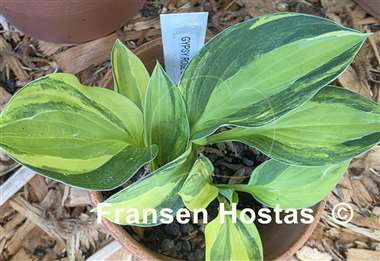 Hosta Gypsy Rose Kokett