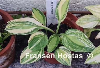 Hosta Gypsy Rose Kokett