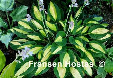 Hosta Gypsy Rose