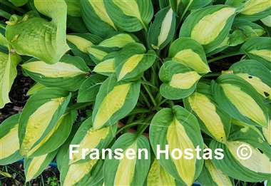 Hosta Gypsy Rose