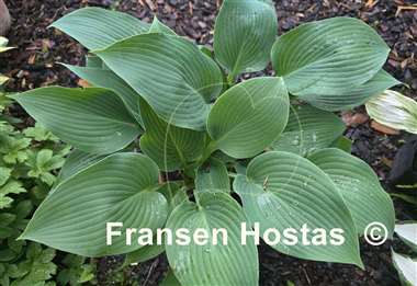 Hosta grey goose