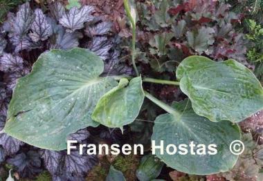 Hosta Gabber