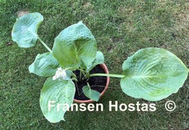Hosta Gabber