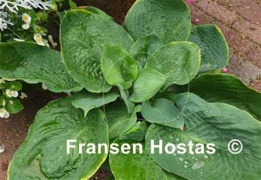 Hosta Gabber