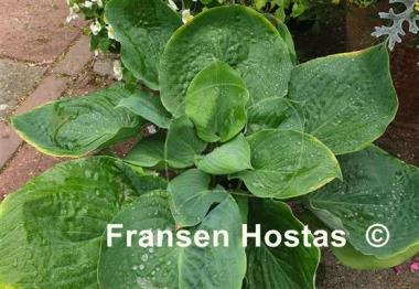 Hosta Gabber