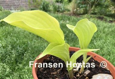 Hosta Gabriel's Horn