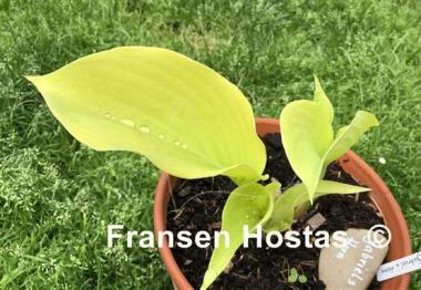 Hosta Gabriel's Horn