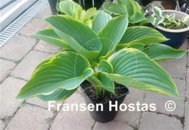 Hosta Gabriel's Wing