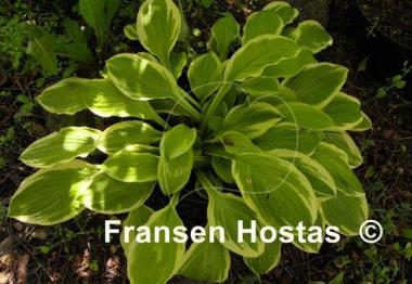 Hosta Gaiety