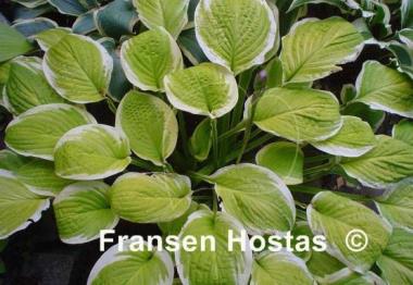 Hosta Gaiety