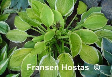 Hosta Gaiety