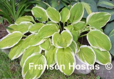 Hosta Gaiety