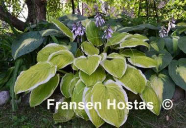 Hosta Gaiety