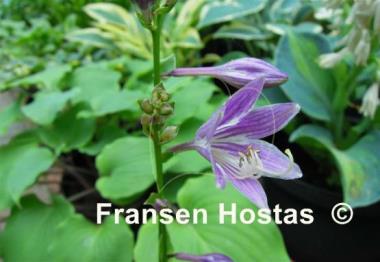 Hosta Gaijin