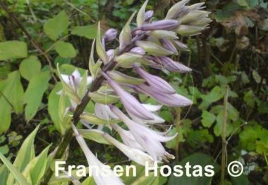 Hosta Gala
