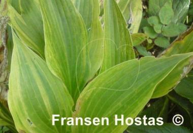 Hosta Gala