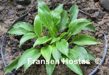 Hosta Gala